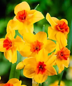 Daffodil Estremadura | Narcissus Falconet (Yellow | Red)  | ڈیفوڈل |  نرگس |  گل نرگس