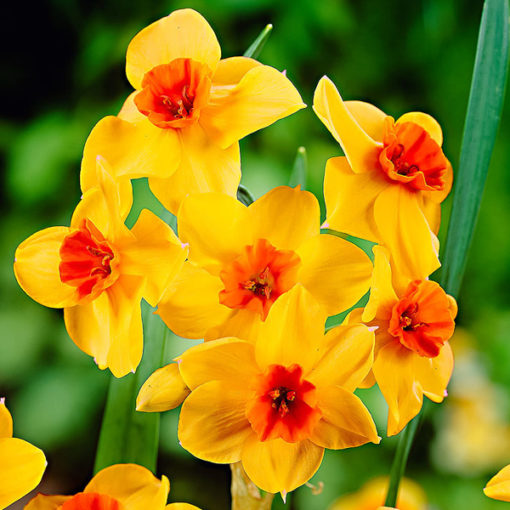 Daffodil Estremadura | Narcissus Falconet (Yellow | Red)  | ڈیفوڈل |  نرگس |  گل نرگس