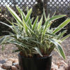 Daniella Grass variegated | ڈایانیلا گھاس ( ویری گیٹیڈ )