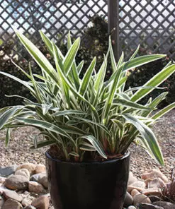 Daniella Grass variegated | ڈایانیلا گھاس ( ویری گیٹیڈ )