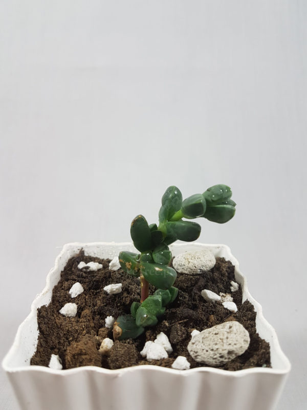 Delosperma Lehmannii | Ice Plant | ڈیلو سپرمیا