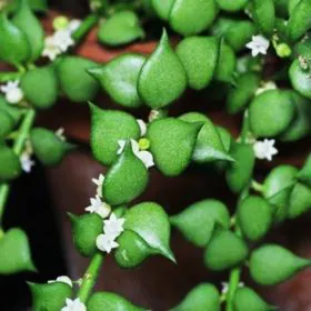 Dischidia Ruscifolia | Million Hearts ( Green ) Dischidia Ruscifolia | Million Hearts ( Green ) Image
