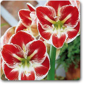 Dutch Amaryllis (Mix Colors) | امریلس چھوٹے قد والا Dutch Amaryllis (Mix Colors) | امریلس چھوٹے قد والا Image