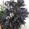 Eranthemum Nigrum | Black Kodia  | ایر ینتھمم ( سفید پھلوں والی )