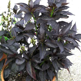 Eranthemum Nigrum | Black Kodia | ایر ینتھمم Eranthemum Nigrum | Black Kodia | ایر ینتھمم Image
