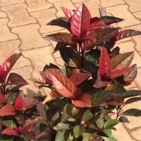 Eranthemum Red | ایر ینتھمم Eranthemum Red | ایر ینتھمم Image