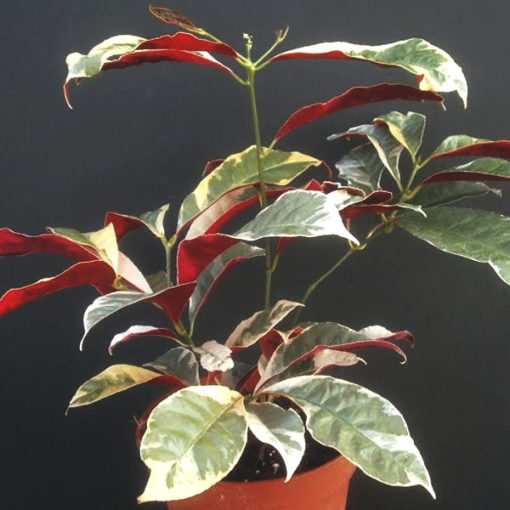 Excoecaria Bicolor Variegated | Chinese Croton  | ایگسوکیریا |  ایسو کیریا