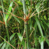 Fargesia dracocephala  | چھوٹے قد والا مانس