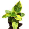 Ficus Benghalensis Variegata | Banyan Variegated  | ربڑ پلانٹ
