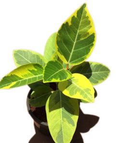 Ficus Benghalensis Variegata | Banyan Variegated  | ربڑ پلانٹ