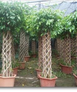 Ficus Cage Shape   | گرلوں والی فائیکس