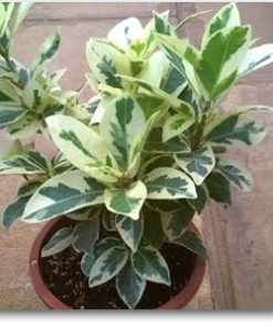 Ficus Compacta Variegated  | فائیکس مائیکرو کارپا |  فائیکس پانڈا