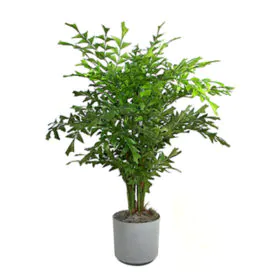 Fishtail Palm | Caryota Palms | فش ٹیل پام Image
