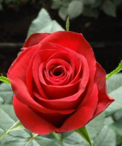 Gladiator Red Rose  | گلیڈی ایٹر سرخ گلاب
