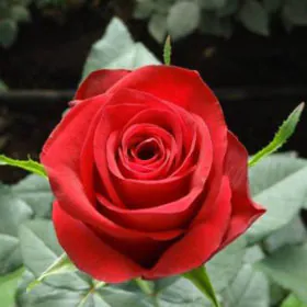 Gladiator Red Rose | گلیڈی ایٹر گلاب Image