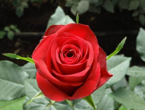 Gladiator Red Rose  | گلیڈی ایٹر سرخ گلاب