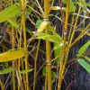 Golden Bamboo | Phyllostachys Aurea  | گولڈن بانس