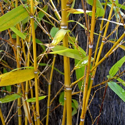 Golden Bamboo | Phyllostachys Aurea  | گولڈن بانس