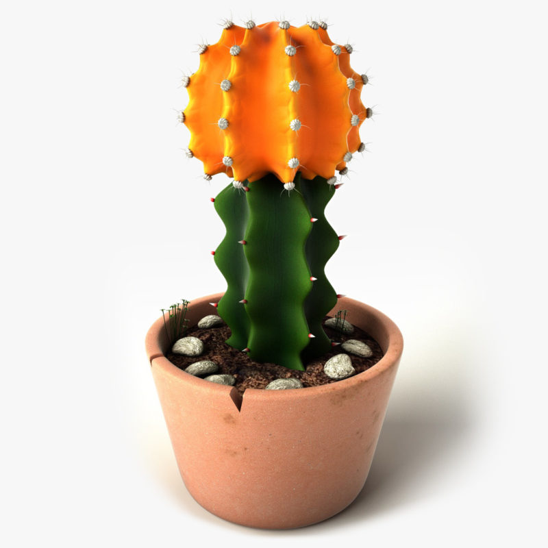 Grafted Cactus
