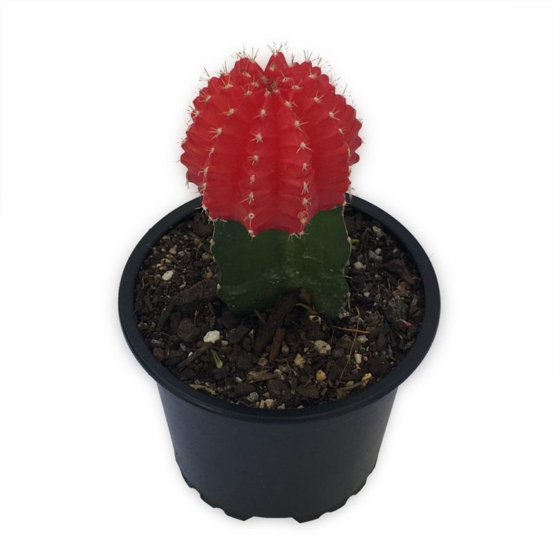Grafted Cactus