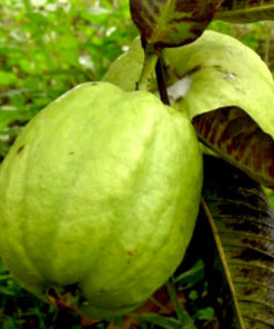 Guava Sardar L49 | Amrud ( Grafted )  | امرود  (  سردار  )