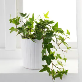 Hedera Helix | English Ivy | ہڈیرا | ہیڈرا | انگلش آی وی Hedera Helix | English Ivy | ہڈیرا | ہیڈرا | انگلش آی وی Image