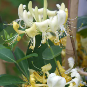 Honeysuckle | Lonicera Periclymenum | لونی سرابیل | ہنئ سکل بیل Honeysuckle | Lonicera Periclymenum | لونی سرابیل | ہنئ سکل بیل Image