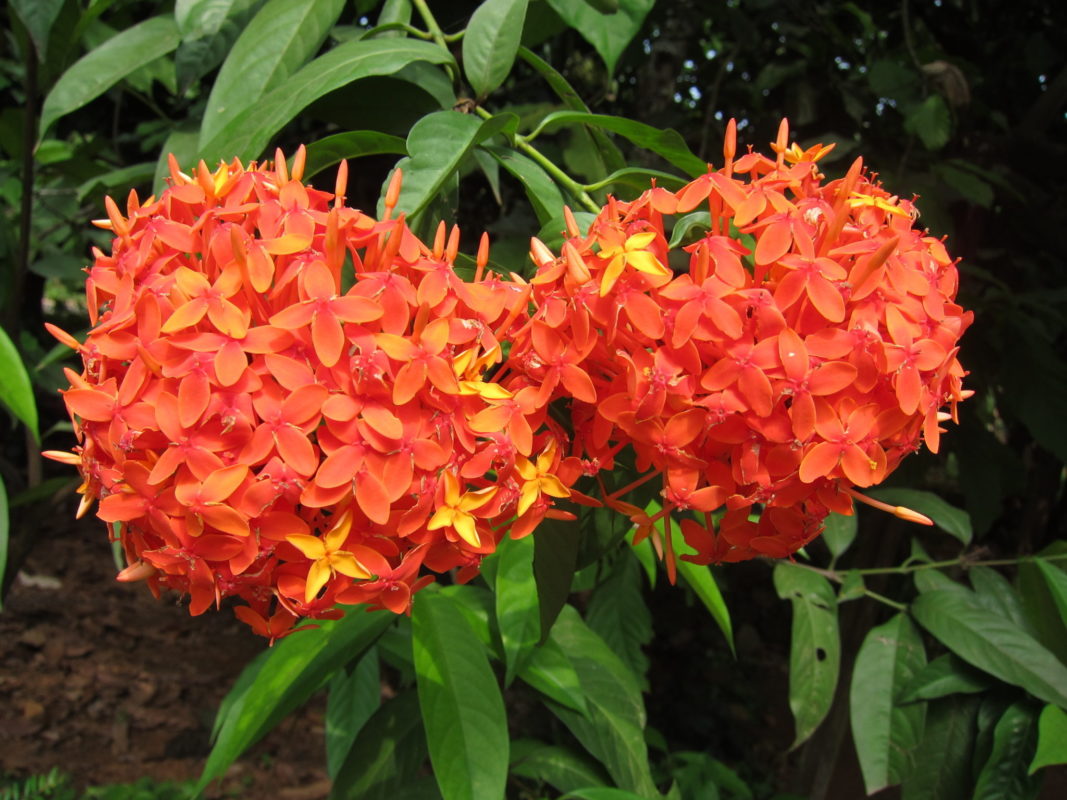 Ixora dwarf (Orange) | چھوٹے قد والی اگزورا – eTree.pk