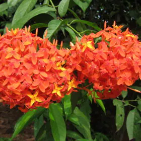 Ixora dwarf (Orange) | چھوٹے قد والی اگزورا Image