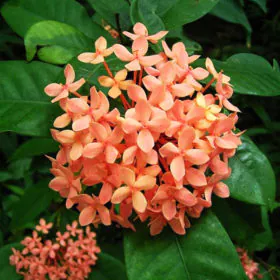 Ixora Dwarf (Peach) | چھوٹے قد والی اگزورا Image