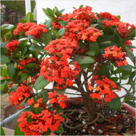 Ixora Dwarf (Red) | چھوٹے قد والی اگزورا Ixora Dwarf (Red) | چھوٹے قد والی اگزورا Image