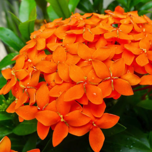 Ixora Long | Singapuri Ixora (Orange)  | اگزورا (  مالٹی رنگ )