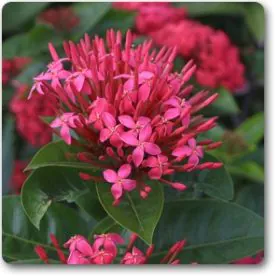 Ixora Long | Singapuri Ixora (Pink) | سنگاپوری اگزورا Ixora Long | Singapuri Ixora (Pink) | سنگاپوری اگزورا Image