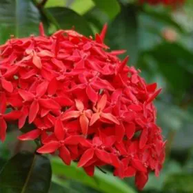 Ixora Long | Singapuri Ixora (Red) | سنگاپوری اگزورا Image