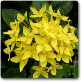 Ixora Mini Dwarf (Yellow) | چھوٹے قد والی اگزورا Image