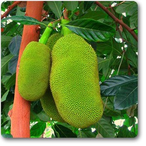 Jack Fruit | Kathal | Artocarpus Heterophyllus (Grafted)  | کٹھل