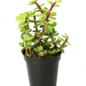 Jade | Elephant Bush | جیڈ پلانٹ Jade | Elephant Bush | جیڈ پلانٹ Image