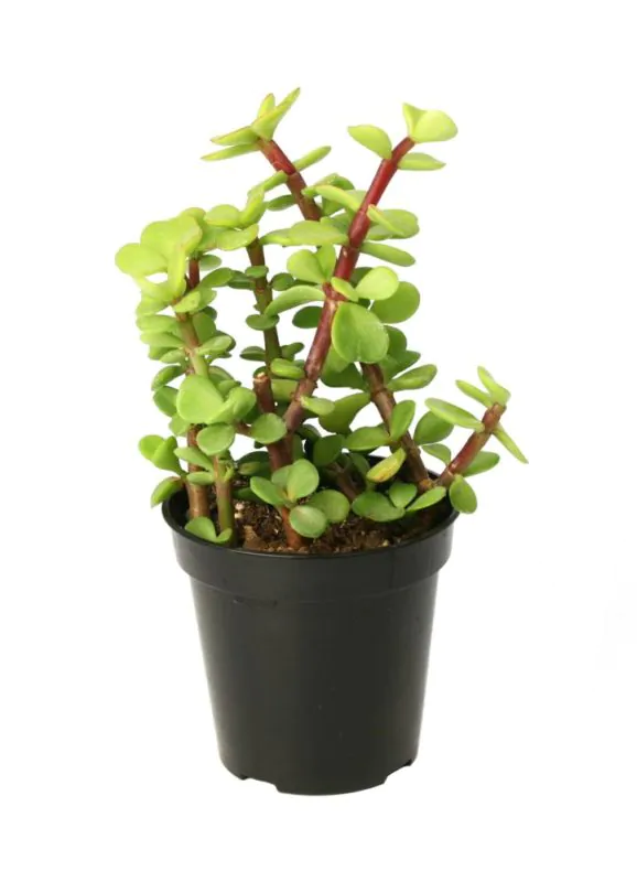 Jade | Elephant Bush | جیڈ پلانٹ