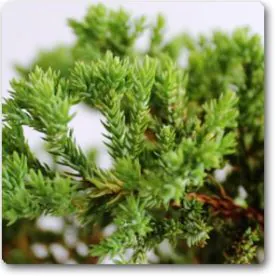 Juniper Bonsai | جونیپر بونسائی Image