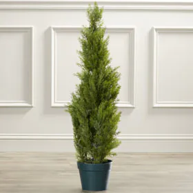 Juniper | Juniperous Erecta | جونیپر سیدے والا Juniper | Juniperous Erecta | جونیپر سیدے والا Image