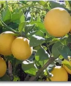 Kagzi Nimboo | Kagzi Lemon  | کاعزی لیموں