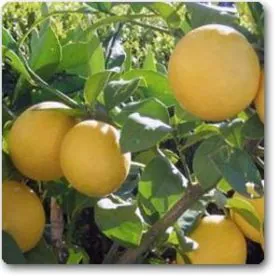 Kagzi Nimboo | Kagzi Lemon (High Yield Variety) Image