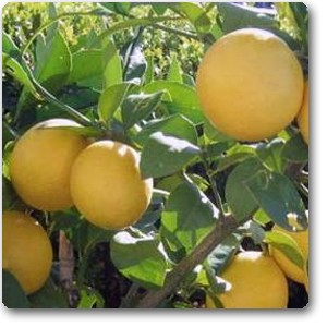 Kagzi Nimboo | Kagzi Lemon  | کاعزی لیموں