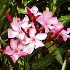 Kaner | Nerium Oleander (Pink | Single) | کنیر Image