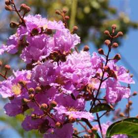 Lagerstroemia Speciosa | Taman | گل فانوش | لاجرسٹرومیا Lagerstroemia Speciosa | Taman | گل فانوش | لاجرسٹرومیا Image