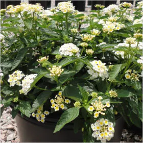 Lantana (White) | لال ٹینا Lantana (White) | لال ٹینا Image
