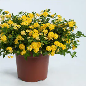 Lantana (Yellow) | لال ٹینا Lantana (Yellow) | لال ٹینا Image