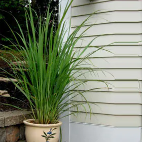 Lemon Grass | لیمن بیسل Image