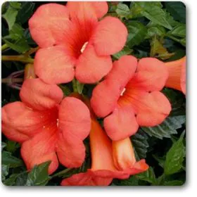Madame Galen Trumpet Vine | ٹیکوما بیل Image