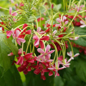 Madhumalti Dwarf | Rangoon Creeper | تھائی رنگون کریپر Madhumalti Dwarf | Rangoon Creeper | تھائی رنگون کریپر Image